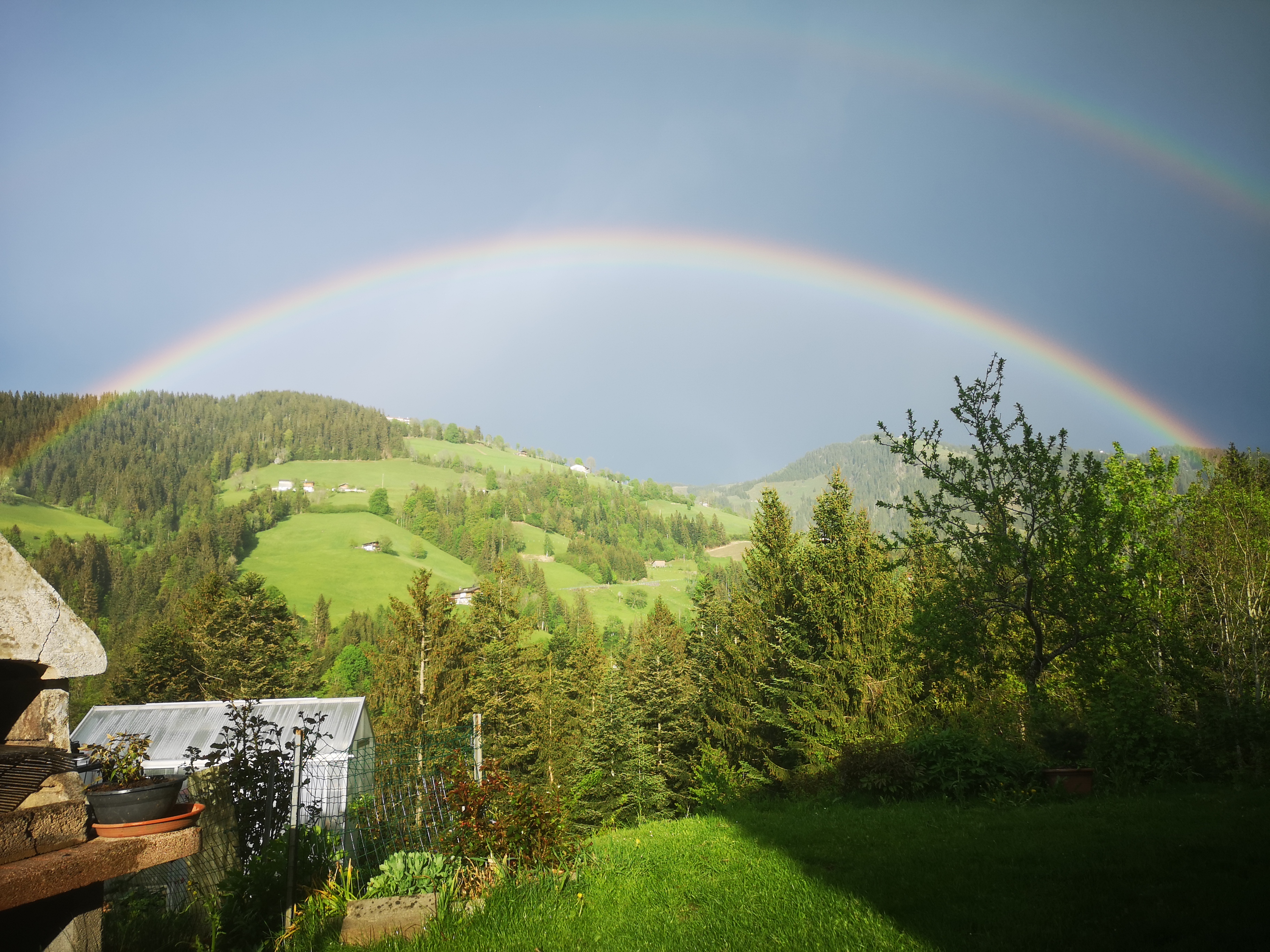 Kühe vor dem wilden Kaiser