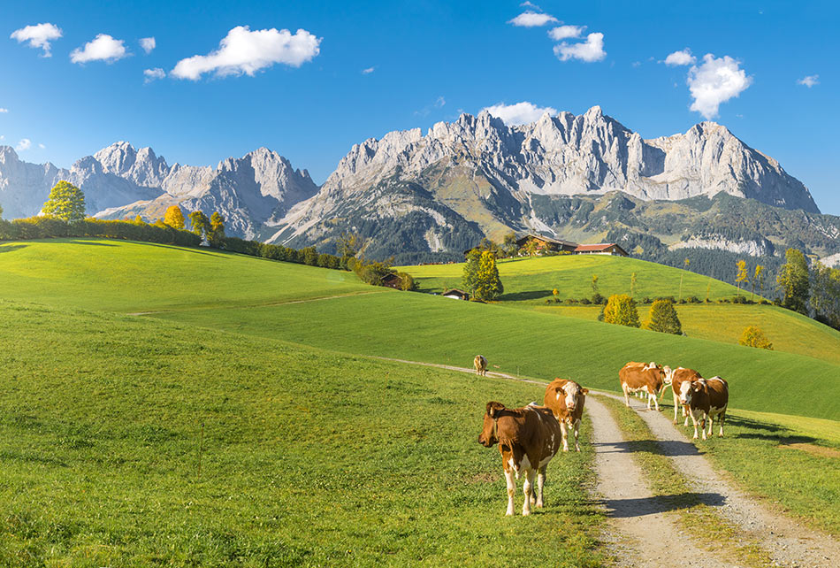 Kühe vor dem wilden Kaiser